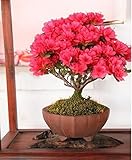 30種子/盆栽鉢植え赤ちりめんギンバイカの木の種子花の種子を詰めます