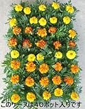【特選花苗セット販売】マリーゴールド（フレンチ） ミックス ４０ポットセット（３号）【まとめ売り】