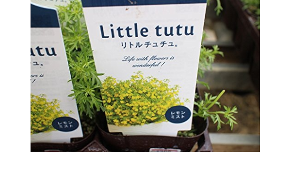 Amazon 花苗 まとめ買い サントリーフラワーズ リトルチュチュ レモンミスト 4ポットセット 3寸苗 送料込価格 花