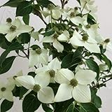 ヤマボウシ：ミルキーウェイ4～5号ポット[花付きのよい大輪やまぼうし] ノーブランド品