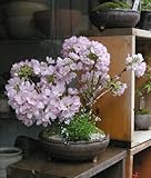 桜・・・そう聞くだけで心和む景色を【旭山桜（二本植え）の盆栽（信楽焼鉢）】