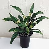 [ギフトに]万年青 （おもと）：宝船宗石5.5号鉢植え[タカラブネソウセキ　新居祝いに人気！] ノーブランド品