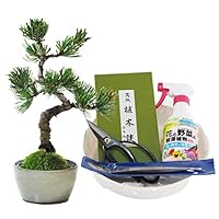 父の日 80代から趣味を見つける 初心者向け盆栽セットのおすすめプレゼントランキング 予算15 000円以内 Ocruyo オクルヨ