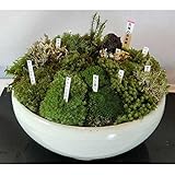苔盆栽(小） [鉢直径18cm コケ5種以上の寄せ植え・品種札付き人気商品] ノーブランド品