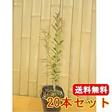 【ノーブランド品】 ネズミモチ 樹高0.3m前後 10.5cmポット 【20本セット】