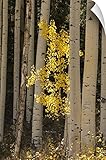 スコット・Stulberg壁Peel壁アートプリントローンentitledイエローAspen Tree in the ForestのFlagstaff、アリゾナ 16" x 24" 2377908_1