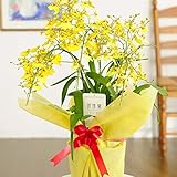 オンシジューム アロハイワナガ 3本立(アーチ仕立て)【ビジネスフラワー】＜開店・開院祝い 誕生日プレゼント 長寿祝いなど各種お祝いにおすすめ＞