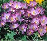 1個サフランフラワー球根、サフランクロッカス球根、それはサフラン球根（花種ではない）植物の花チョコレートです