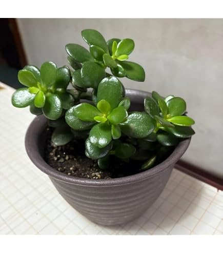 Amazon.co.jp: 金のなる木の苗 花月 黄金姫花月 抜き苗 : DIY・工具