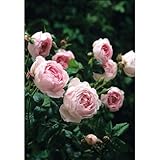 セプタード・アイル 6Lポット