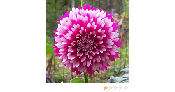 Amazon ダリア球根 とても美しい赤い花の植物 ダリア球根 2球根 花