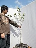 りんご さんさ 樹高1.0m程度 2年生苗