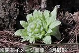 山菜苗:フキノトウ(蕗の薹) 12cmポット5芽仮植え苗【紫桜館山の花屋】