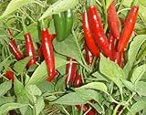 Chili Serrano - hot pepper - 10 seeds