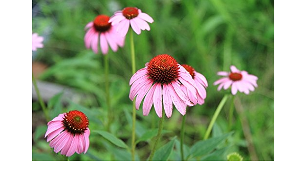 Amazon エキナセア ピンク花 ポット苗 花壇 宿根草 花 Amazon エキナセア ピンク花 ポット苗 花壇 宿根草 花