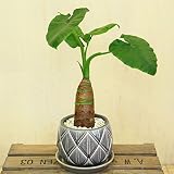 観葉植物:クワズイモ*つぼ型柄入 受け皿付 ゼオライト パープルグレー