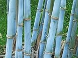 Bambusa textilis - weavers bamboo - 100 seeds