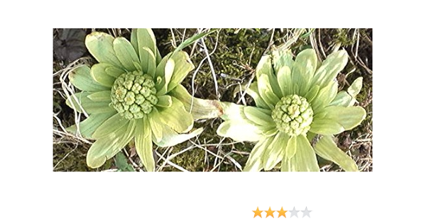 Amazon Co Jp ふきのとう 苗 3株 山形県庄内産 庄内の恵み屋 Diy 工具 ガーデン