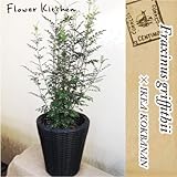 観葉植物　シマトネリコ 7号 ＋ IKEA KOKBANAN　カゴ付き