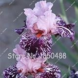 100 pcs / bag Iris Flower, Bonsai Flower Seeds, Rare Flower Seeds bearded iris seeds, Nature plants 