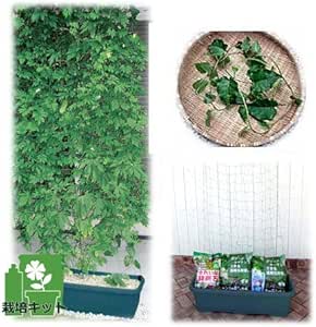 Amazon Co Jp 苗から育てる緑のカーテン栽培セット オカワカメ つる性の健康野菜 日よけも兼ねた野菜栽培 ホーム キッチン