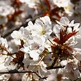 桜 苗木 御室有明 12cmポット苗 さくら 苗 サクラ