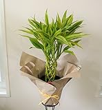 【各種お祝いに】 選べる観葉植物 (ミリオンバンブー)