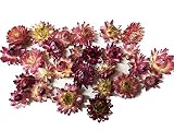 ドライフラワー花材,天然素材 ヘリクリサム（カイガラソウ）27輪入（サイズアソート）【花科学プレミアム】 (ピンク・ベリー系)
