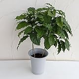 コーヒーの木 6号鉢植え[つやのある濃緑の葉が美しい] ノーブランド品