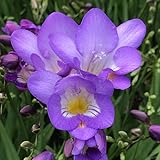 国華園　秋植え球根 フリージア ブルースカイ外 10球【※発送が国華園からの場合のみ正規品です】