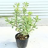 苗：斑入りトベラ　扉木*　とべら　６号