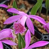 (山野草)大輪トキソウ(大輪朱鷺草) 品種おまかせ 2.5～3号(1ポット) 本州・四国限定[生体]