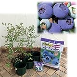 [ラビットアイ系]ブルーベリー暖地・一般地向き3種栽培セット[初心者向き！最も人気が高い3品種] ノーブランド品