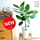 LAND PLANTS ベンガルゴム キリン柄 デザイン陶器鉢 ベンガレンシス