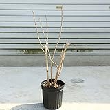 庭木：ナツロウバイ（夏蝋梅）夏ロウバイ　大株！