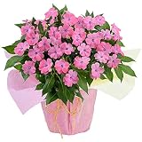 ハッピーガーデン サマーインパチェンス 6号 ピンク系 鉢植え