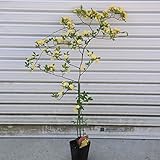 苗：モッコウバラ(黄花）