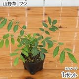 (盆栽)フジ(山藤・藤)苗 3号(1ポット) 本州・四国限定[生体]