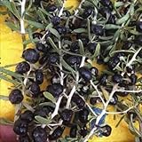 国華園　有用植物　クコ　黒実　1株【※発送が国華園からの場合のみ正規品です】