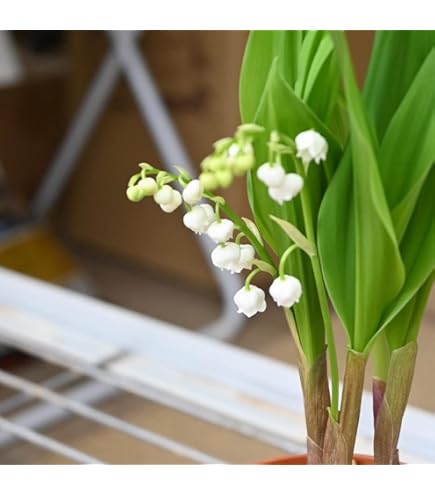 Amazon.co.jp: 鈴蘭鉢植え すずらん多年草 スズラン : DIY・工具・ガーデン