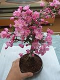 桜盆栽　ハナカイドウ桜　花が　少し　下向きに　咲くのが　特長です