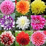 100pc/lot Type ordinally yukako dahlia seeds bonsai flowers seed 49%