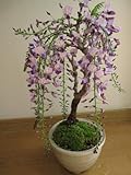 香りとお花が楽しめる藤盆栽 　お勧め藤満開乱れ咲き