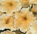 Petunia Prism Sunshine F1 - Petunia Prism Sunshine F1 - 25 seeds
