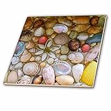 InspirationzStore写真 – Seashells写真 – カラフルな海シェルパターン – Sea Ocean Seaside Nautical Beach Feel Decor – タイ