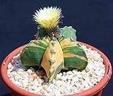 196.アストロフィツム兜（KABUTO）の綺麗な斑入り種。(Astrophytum nudun variegated ) 5粒 [並行輸入品]