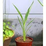 (ビオトープ/水辺植物)カンナ フラッキダ(1ポット分) 本州・四国限定[生体]