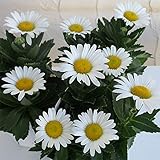 ハマギク（浜菊）3.5号ポット2株セット[秋に白い花を咲かせる丈夫な多年草] ノーブランド品