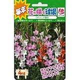 毎年花が咲く球根 ワトソニア混合 4球