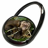 3drose Danita Delimont – Monkeys – ブラウンCapuchin Monkey、Pantanal、ブラジル – sa04 jmc0019 – ジョー・とメアリーアンMcD